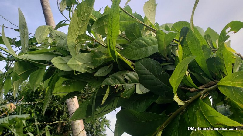 jamaican guinea hen weed