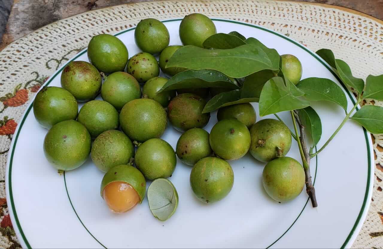 jamaican guineps