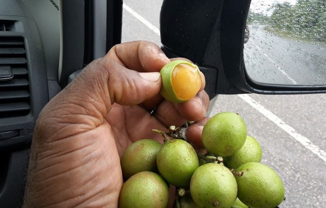 Most Eaten Fruits In Jamaica The Fruits Jamaicans REALLY Love
