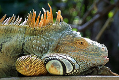 An Iguana Of Jamaica Resting