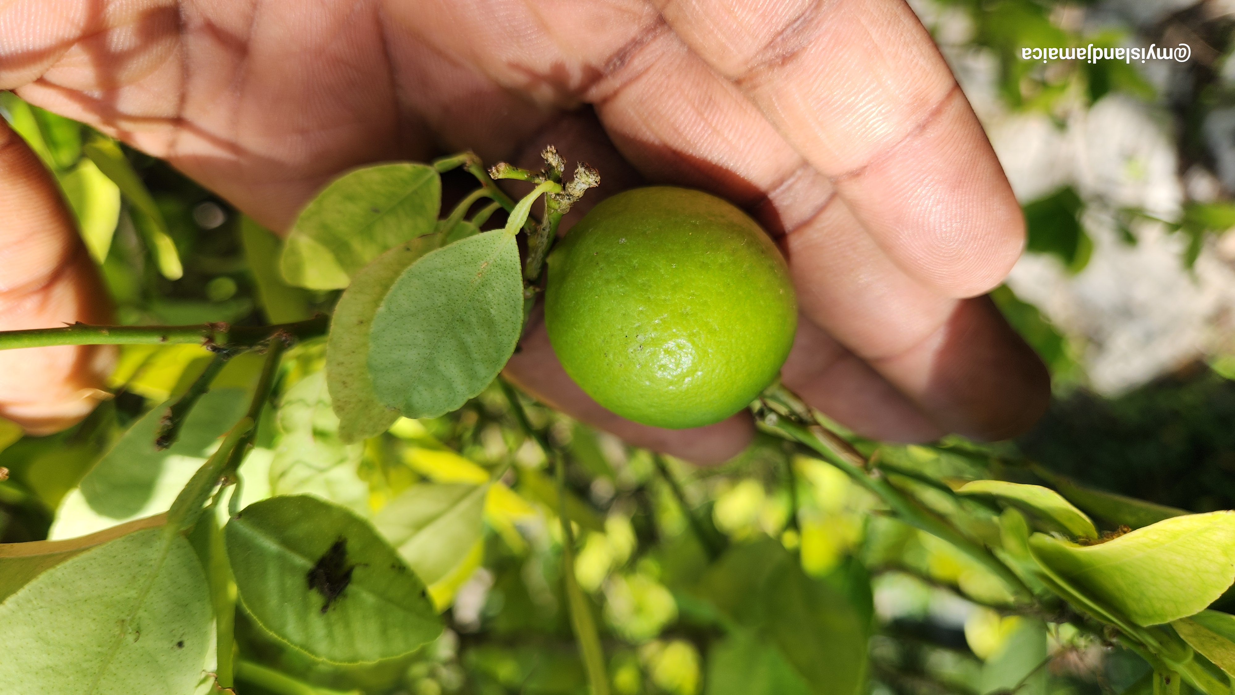 Jamaican lime fruit on tree