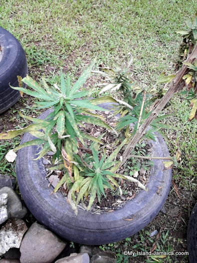 jamaican_maroon_charlestown_visit_ganja_plant