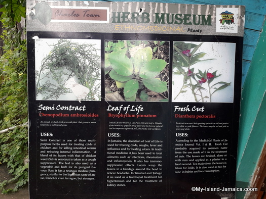 jamaican_maroon_charlestown_visit_herb_museum