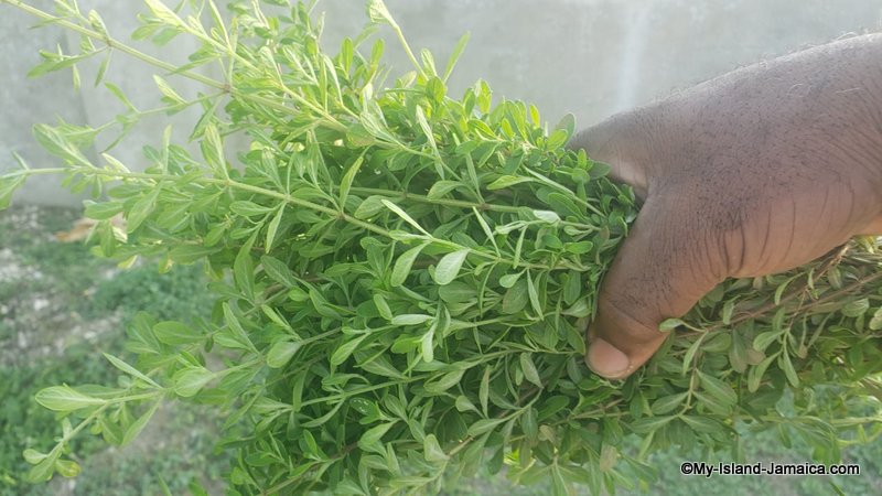 Jamaican Teas | Peppermint