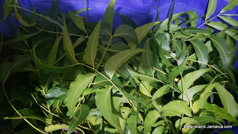 jamaican_neem_leaves