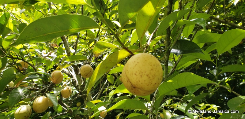jamaican_nutmeg_fruit_on_tree