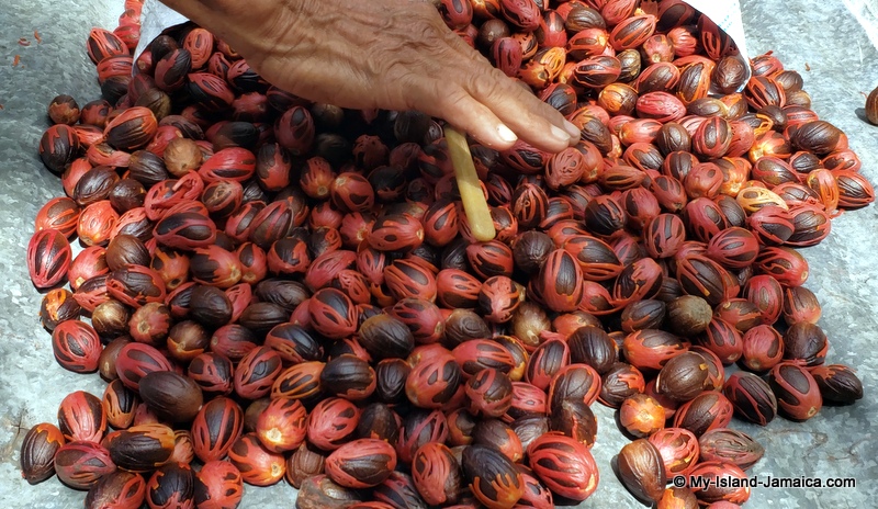 jamaican_nutmegs_drying