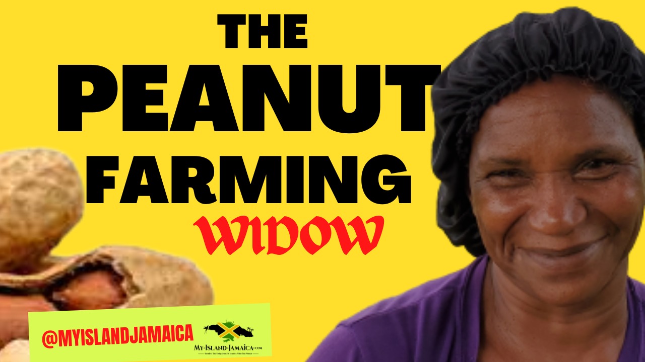 Jamaican Peanuts | Peanuts Farming In Jamaica