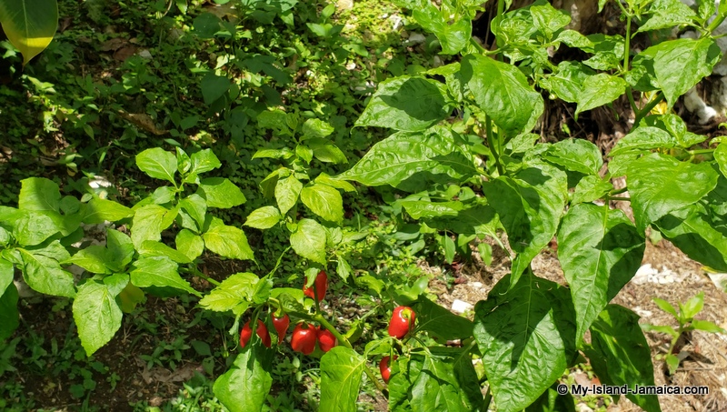 jamaican_pepper
