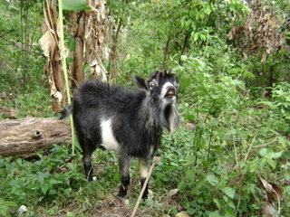 jamaican_photos_ram_goat
