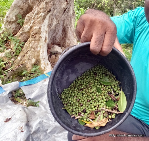 Pimento Seeds in Jamaica