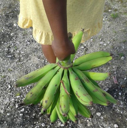 jamaican_plantain_bunch