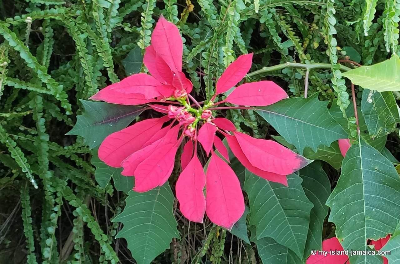 jamaican_poinsettia