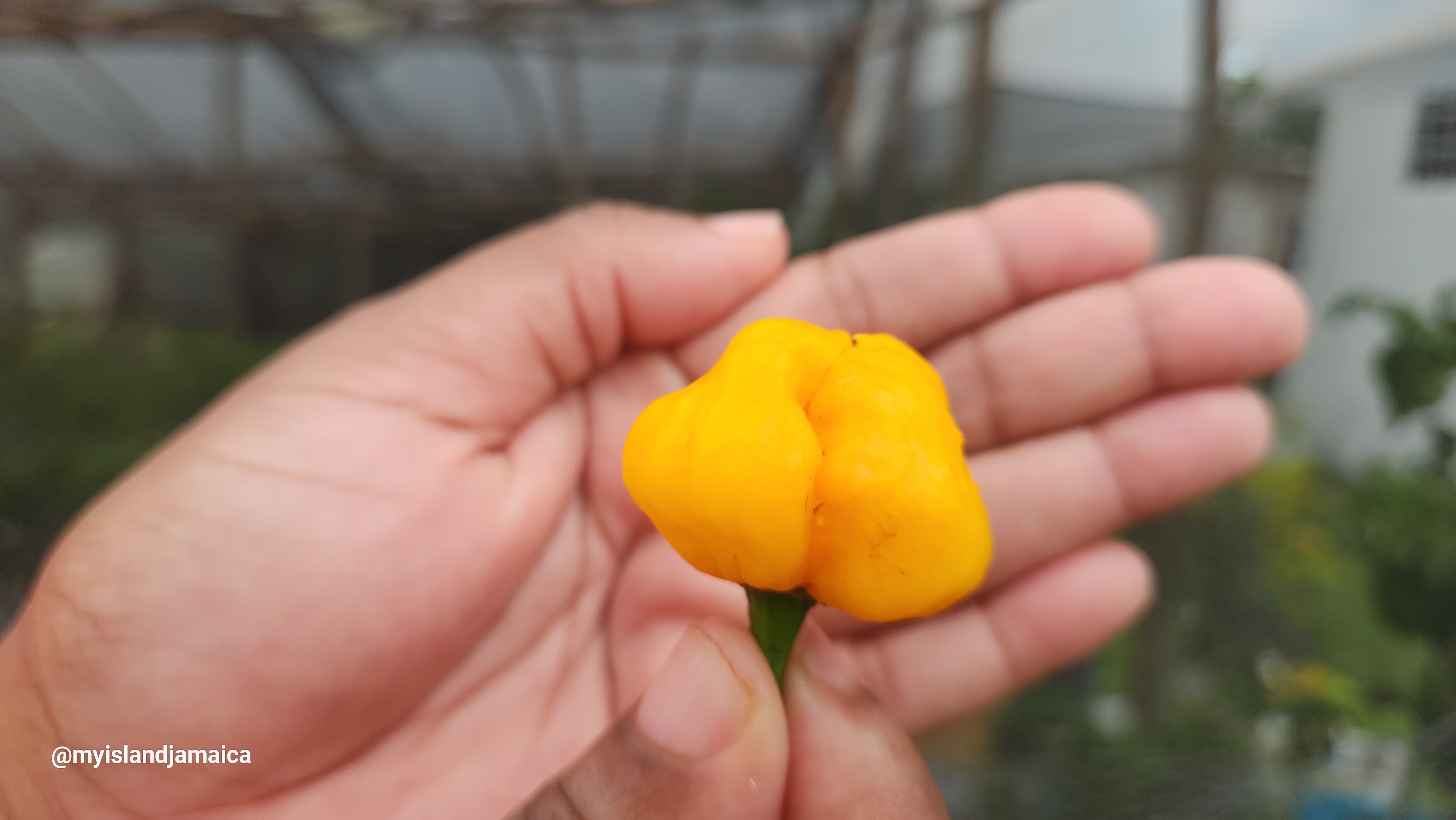 Bright red and orange Scotch Bonnet peppers from Jamaica
