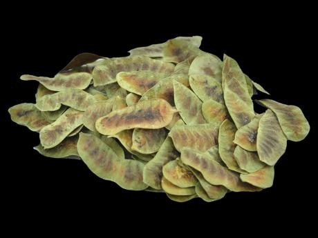 Jamaican Senna Herb | (Photo Credit: Jamaica Gleaner Online)