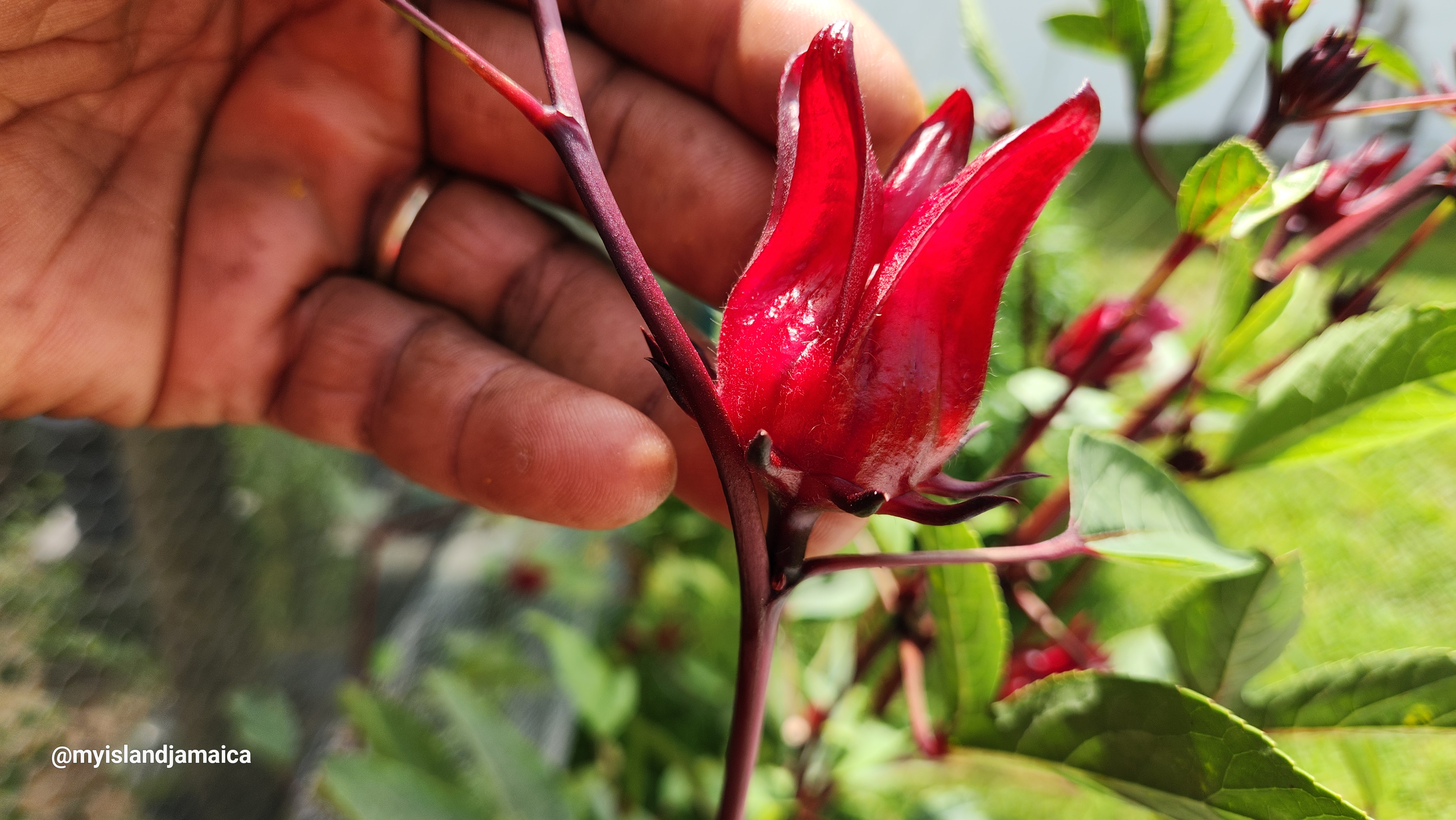 Jamaican Sorrel Plant - Hibiscus sabdariffa