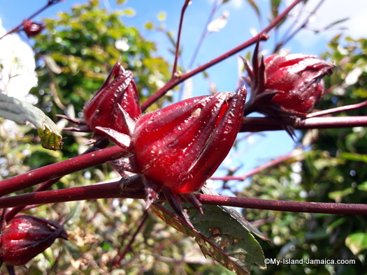 jamaican sorrel