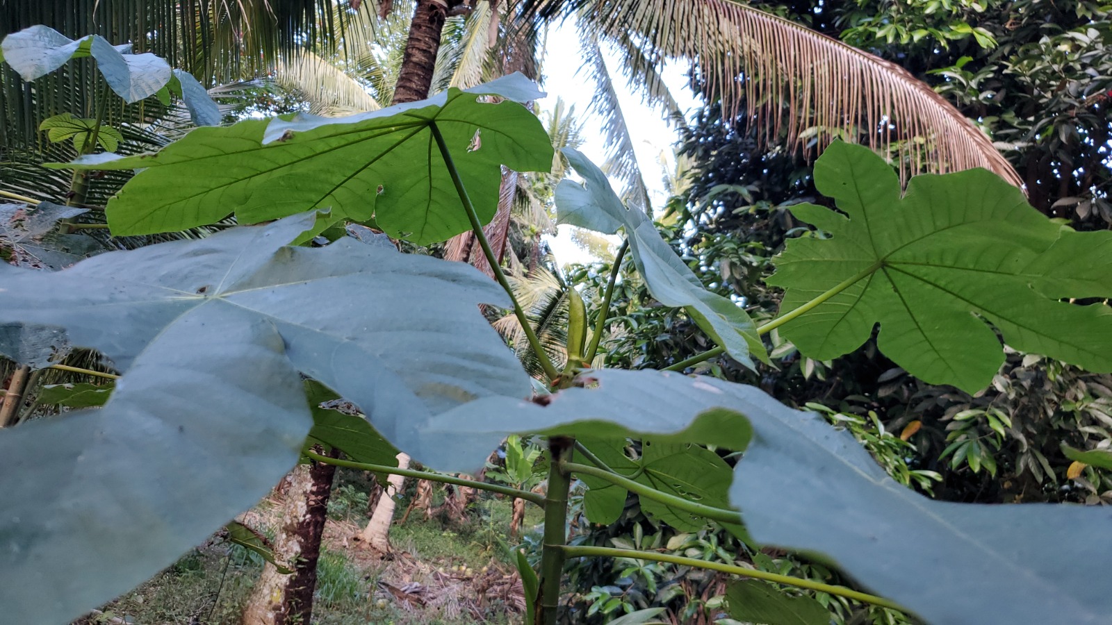 Jamaican Trumpet Tree What Are The Health Benefits?