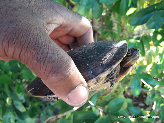 turtle in my backyard