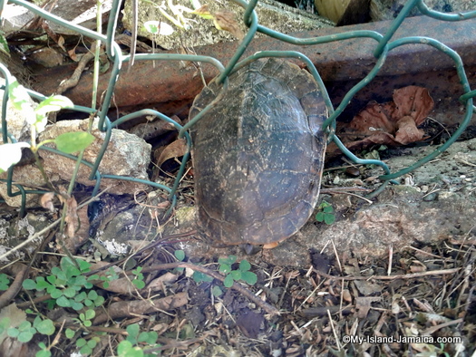 turtle in my backyard