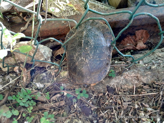 turtle in my backyard