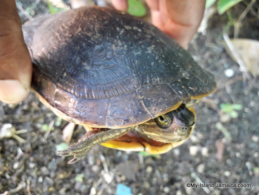 turtle in my backyard