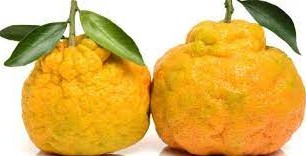 jamaican_ugli_ketoask