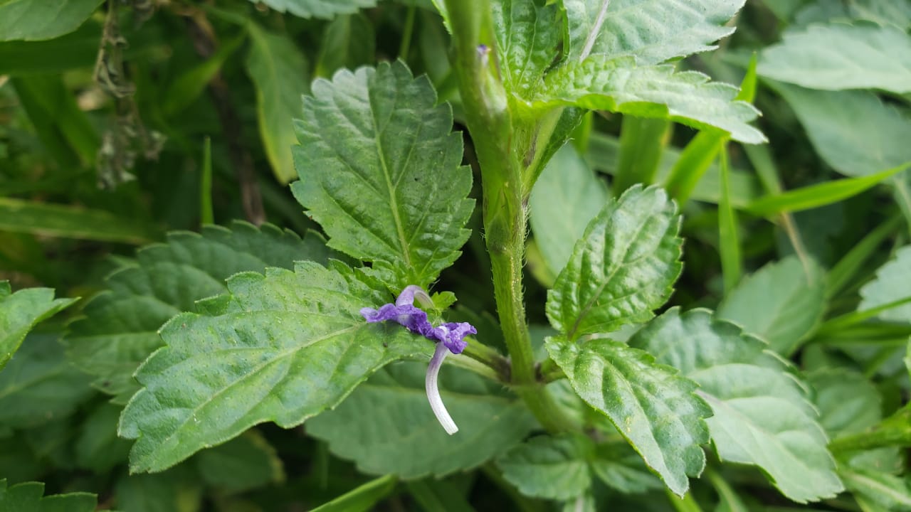 Vervain
