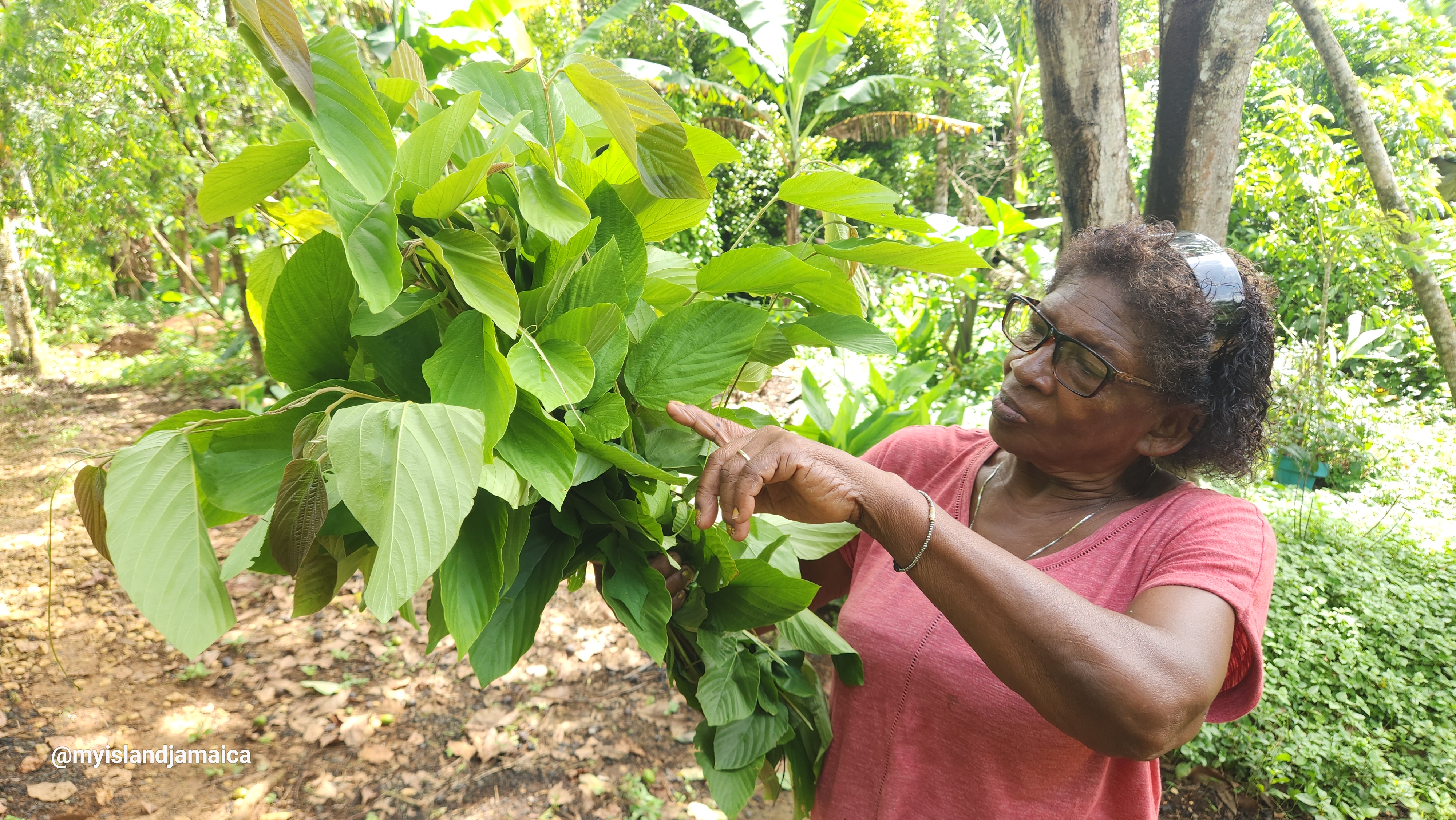 Jamaican Wild Hops herb