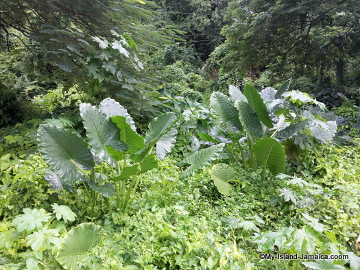 james_bond_beach_flora