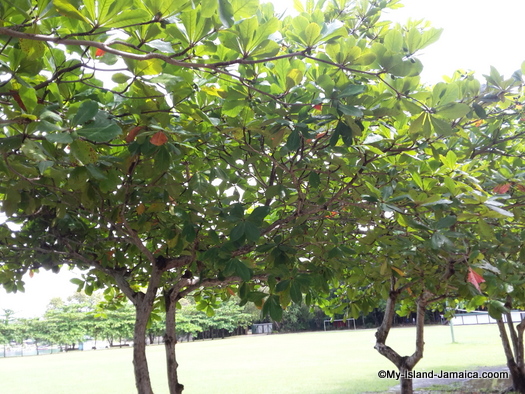 james_bond_beach_oracabessa_almond_trees