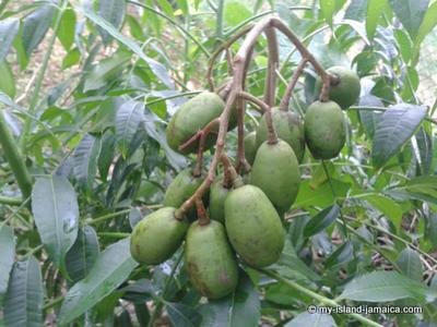 Jamaican June Plum On Tree -Dwarfed