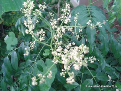 June Plum Flower- Budding
