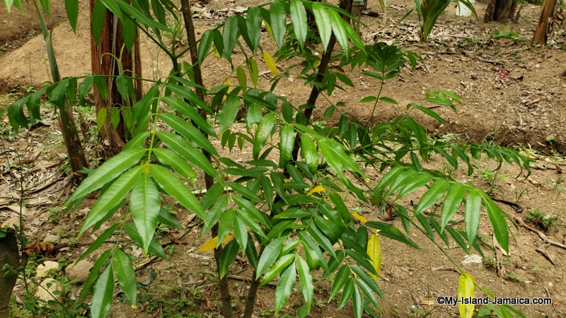 june_plum_farming_in_jamaica