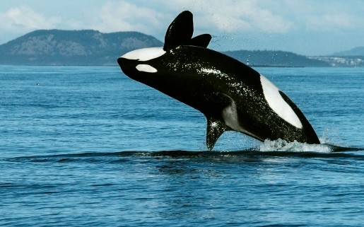 killer_whale_science