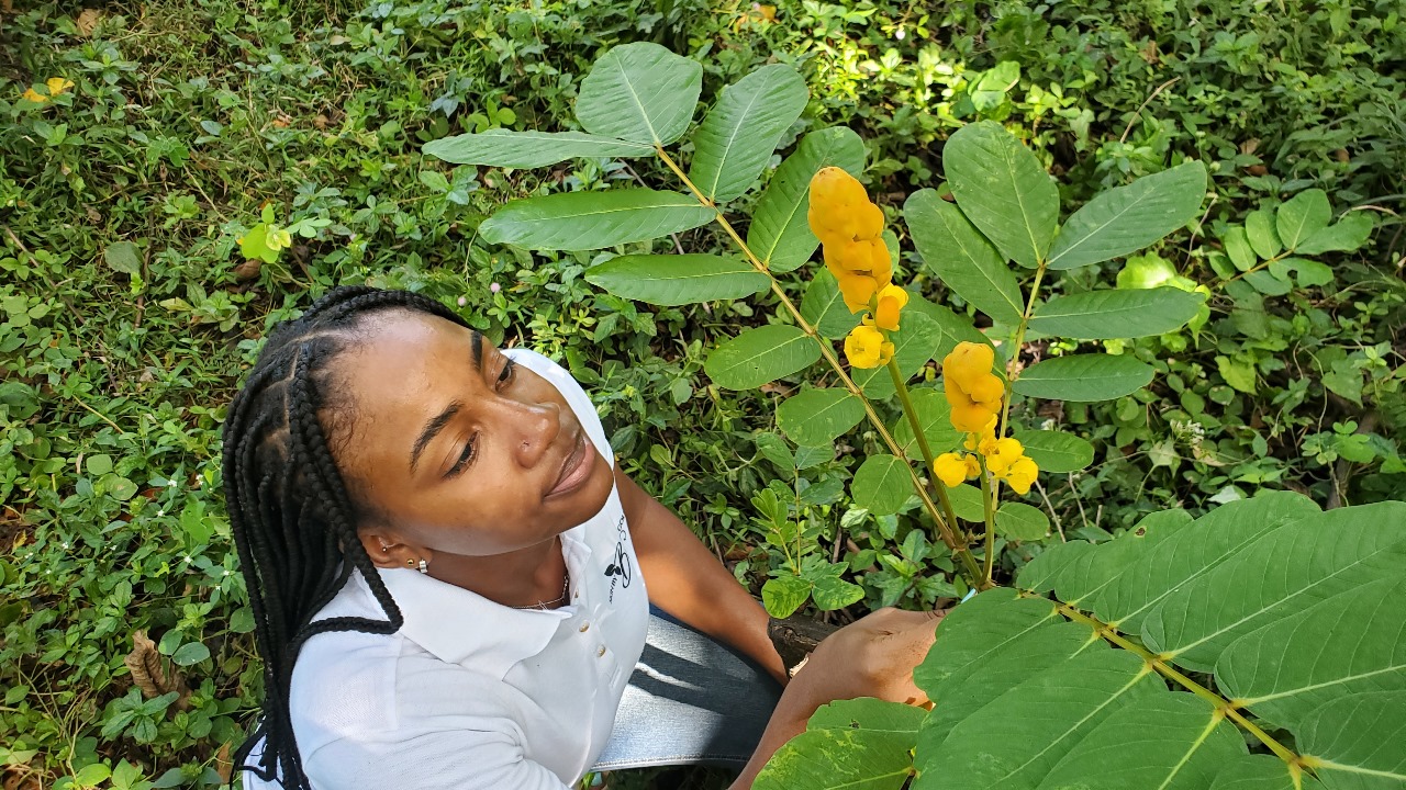 What is King of the Forest herb good for?