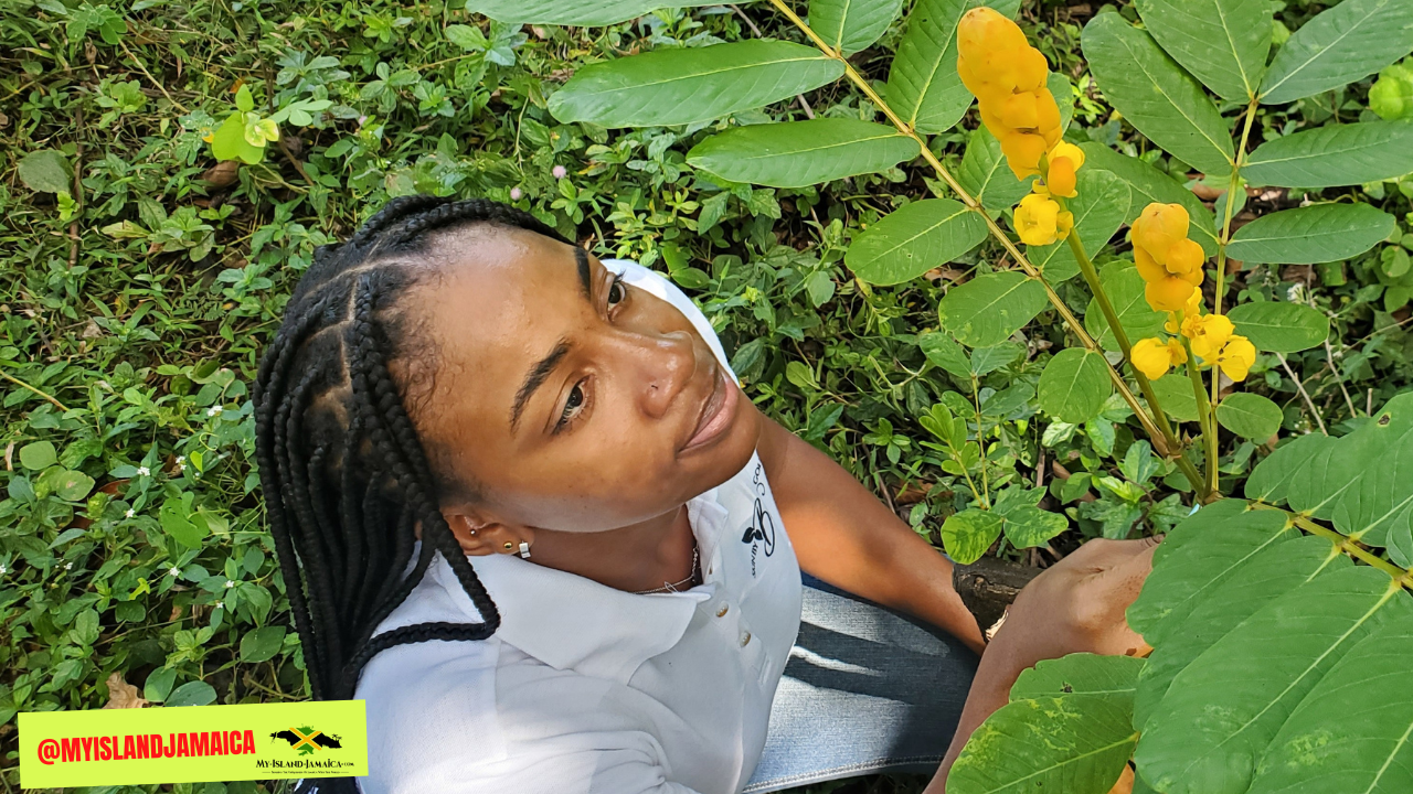 king_of_forest_jamaica