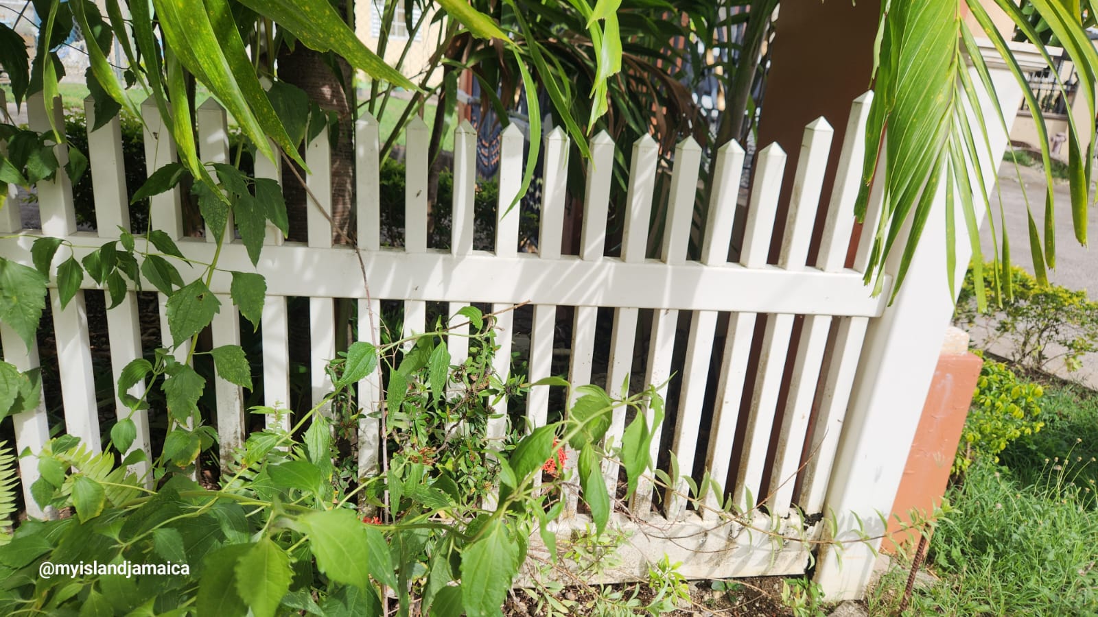 Jamaican Splinter Title Processing