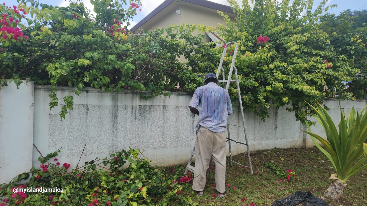 landscaping in jamaica
