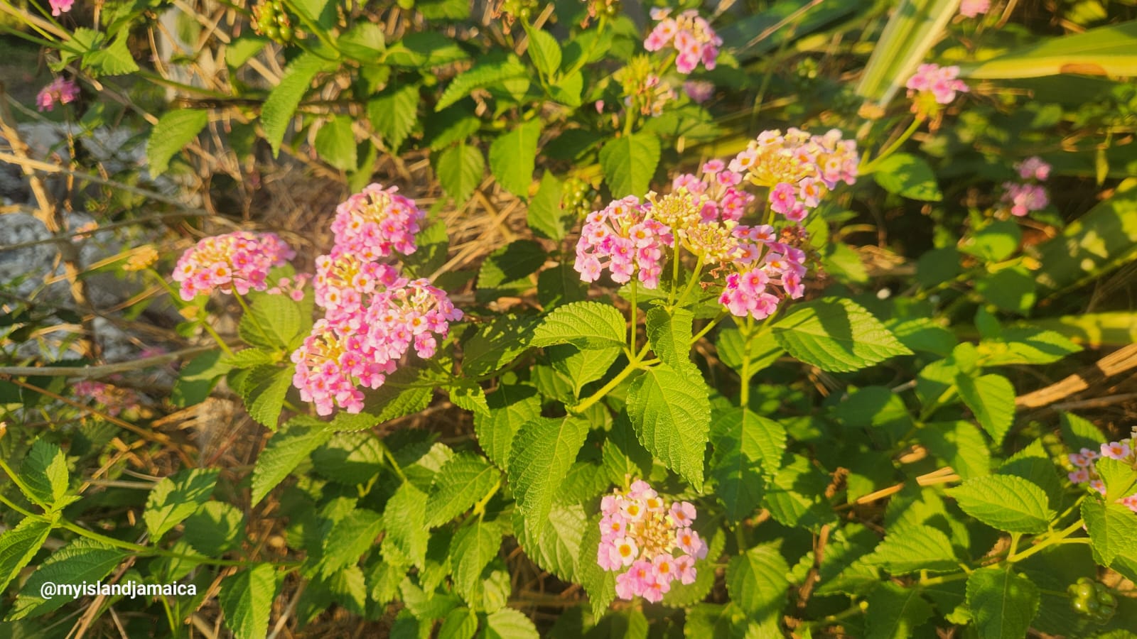 lantana_camara_plant_herb_jamaica