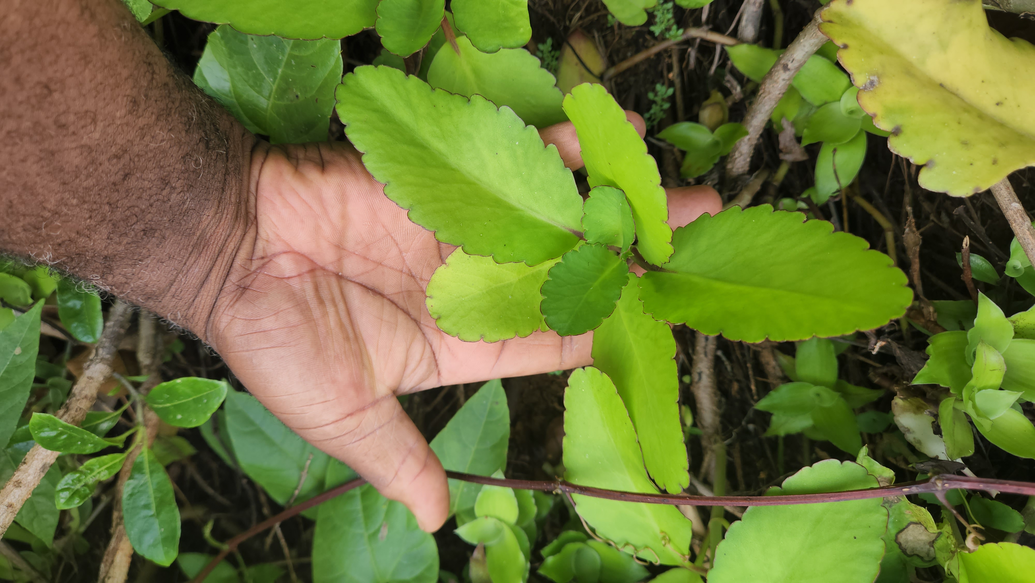 Leaf of Life Health Benefits