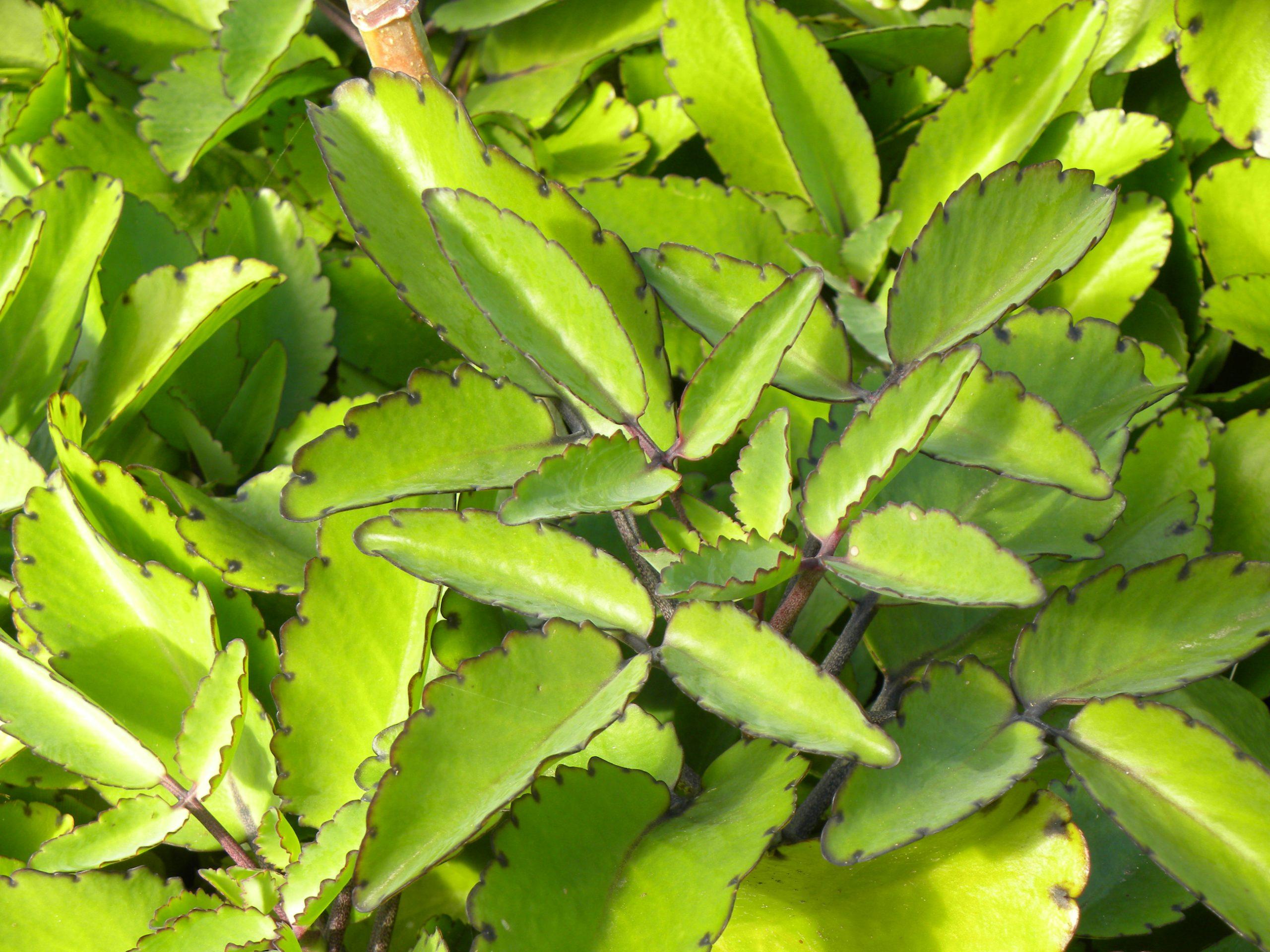 leaf_of_life_in_jamaica leaf_of_life_in_jamaica