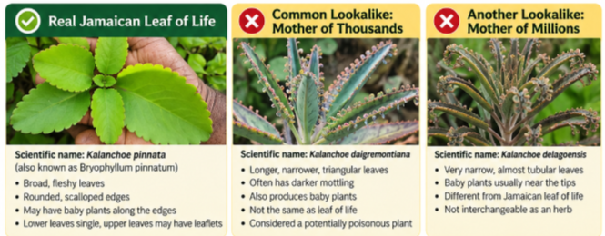 leaf_of_life_look_alike leaf_of_life_look_alike