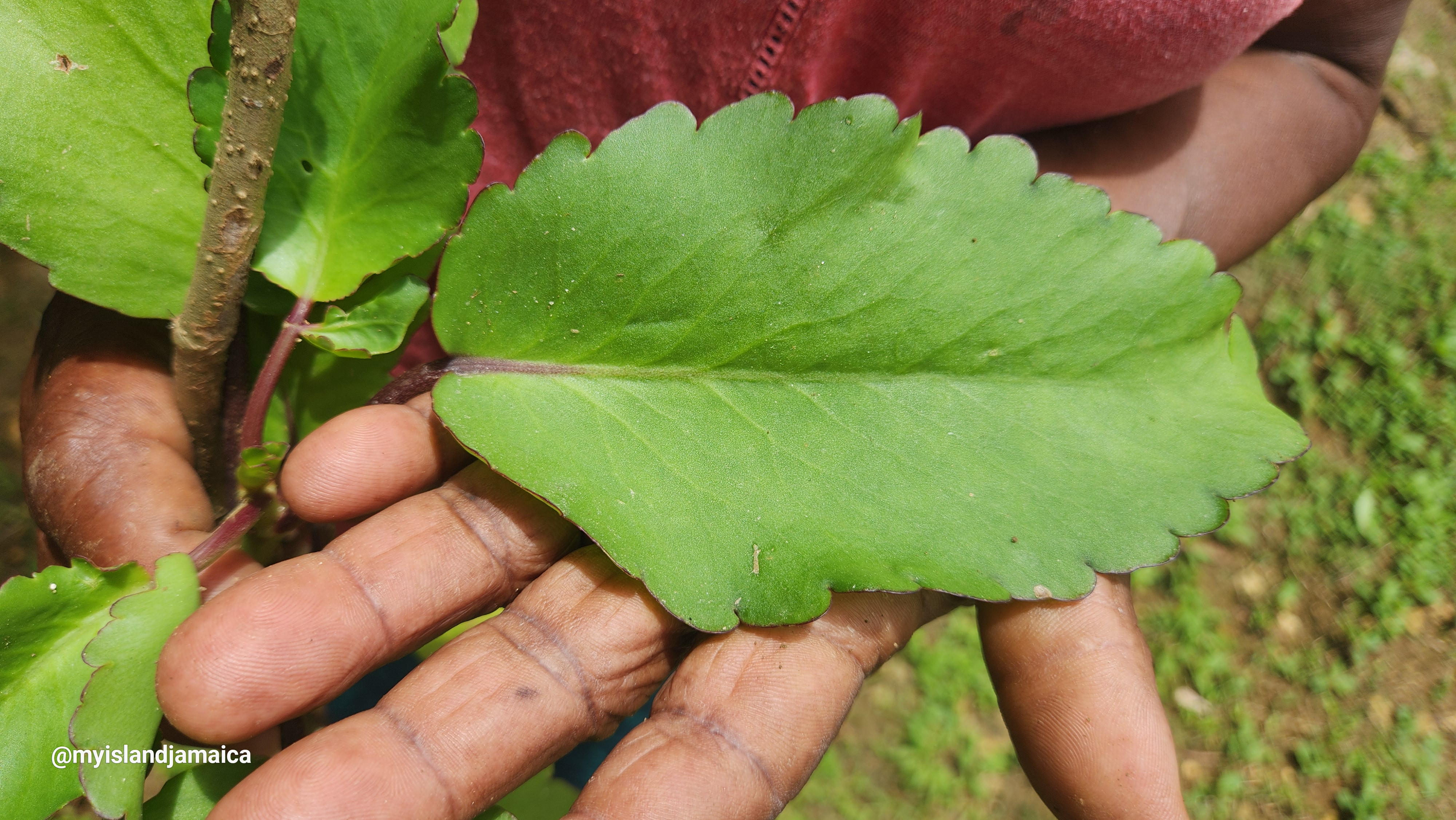 Leaf of Life (Bryophyllum pinnatum) in Jamaica