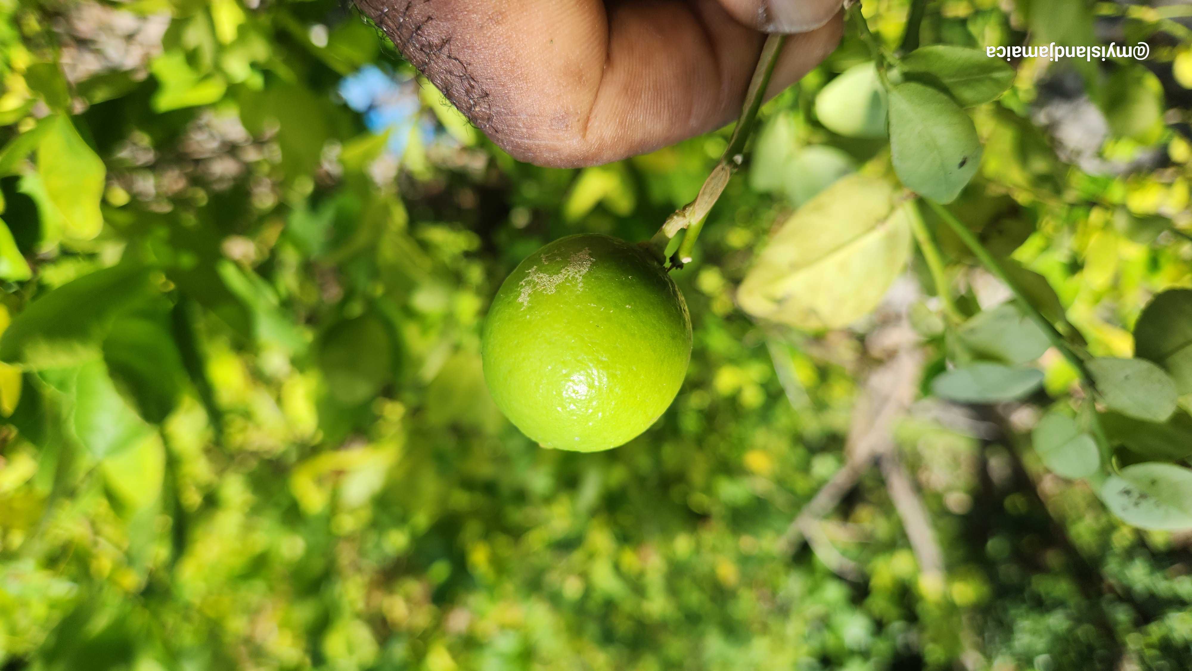 Benefits Of Limes