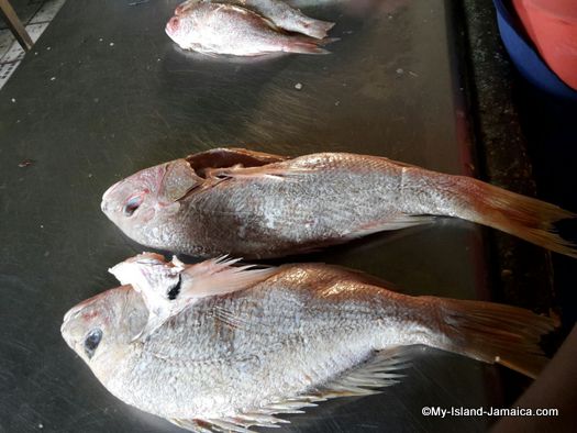 little_ochie_jamaica_select_fish