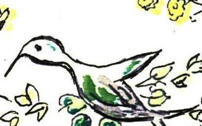 hummingbird on a branch