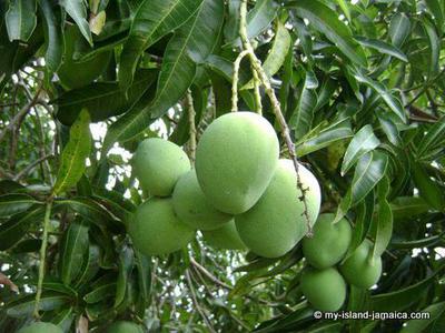 Jamaican Mangoes On Tree