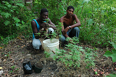 ganja_plant_nursery_men