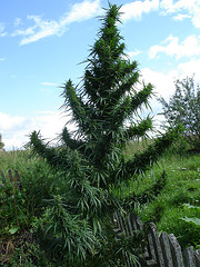 marijuana_in_jamaica_plant